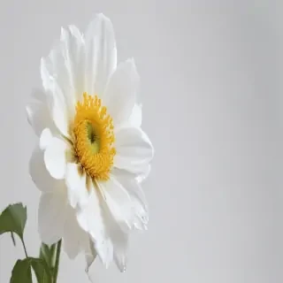 flower white background