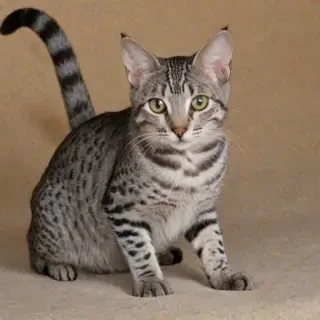 egyptian mau breed