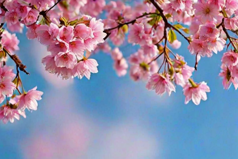 full screen flower wallpaper hd