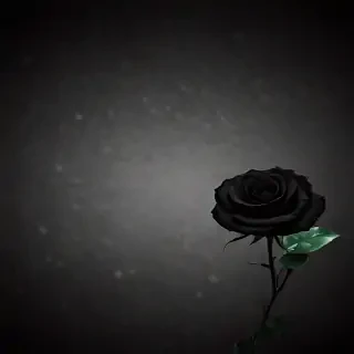 blackrose background