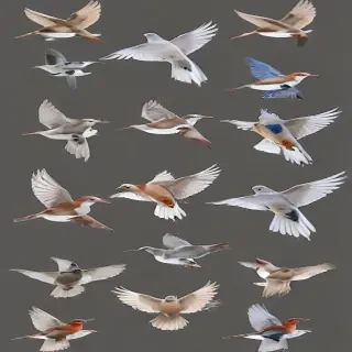birds transparent