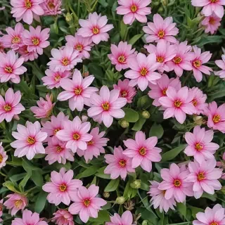spring flowers