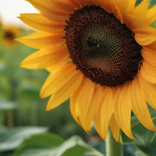 sunflower iphone background