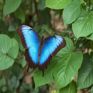 blue morpho butterfly