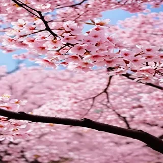 sakura blossom wallpaper