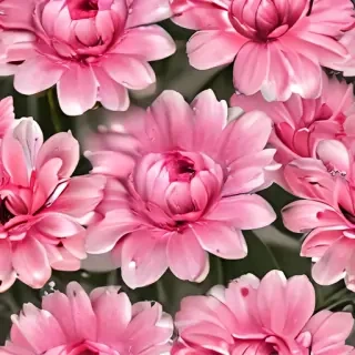 pink flower png