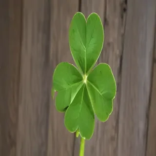 4 leaf clover