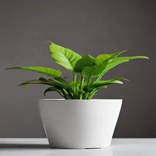 plant desktop wallpaper