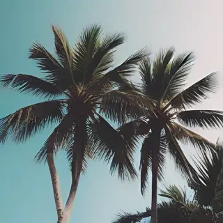 aesthetic palm tree wallpaper