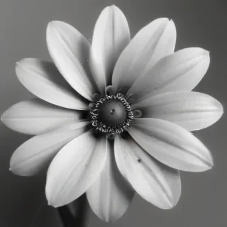 flower png black and white