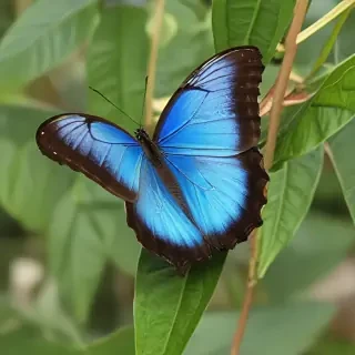 blue morpho butterfly