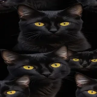 cat black png