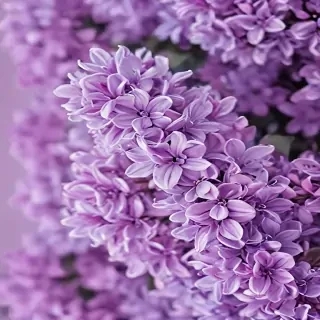 lilac wallpaper iphone