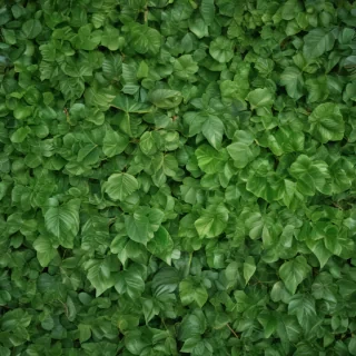 leaf background green