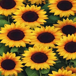 cute sunflower wallpaper