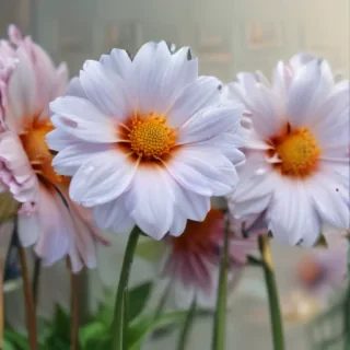 flower screen background