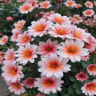 flower background iphone