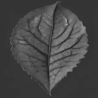 clipart of leaf black and white