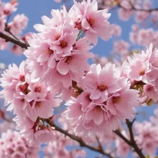 sakura blossom wallpaper