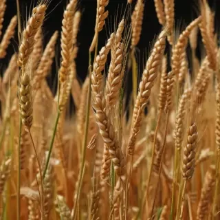 wheat png