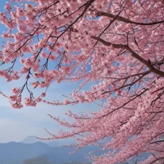 sakura background