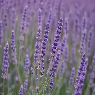 lavender wallpaper