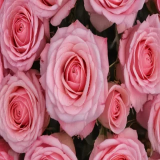 pink roses wallpaper iphone