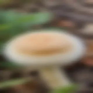 puffball mushroom