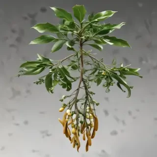 mistletoe png
