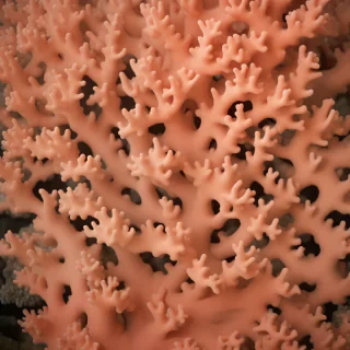 coral color