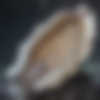oysters png