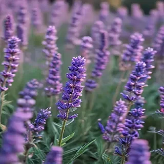 lavender iphone wallpaper