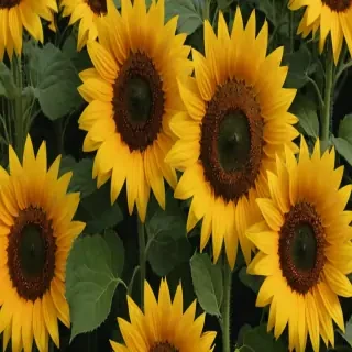 aesthetic sunflower background