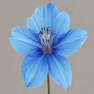 blue flower transparent
