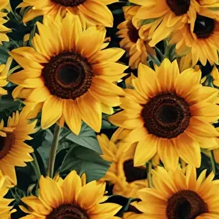 sunflower aesthetic wallpapers