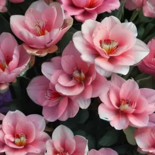 flowers iphone wallpaper
