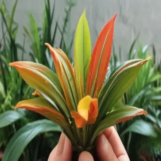 cute plant wallpaper