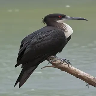 frigate bird