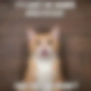 funny background pics