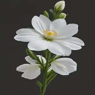 white flower png