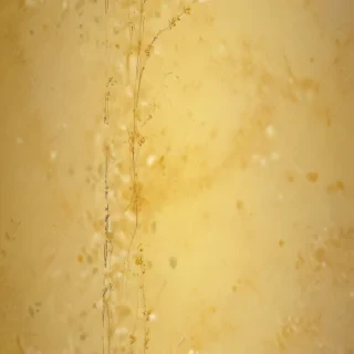 plain yellow bg