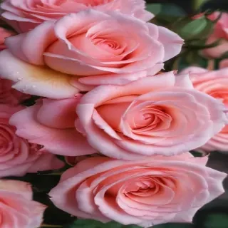 pink roses wallpaper iphone