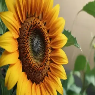 lock screen sunflower wallpaper