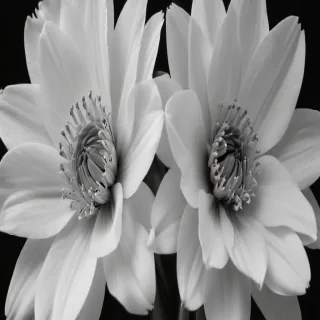 flower images black and white