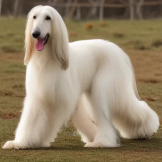 afghan hound dog breed