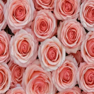 roses background aesthetic