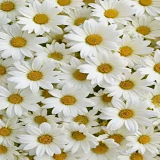 white flowers wallpaper iphone