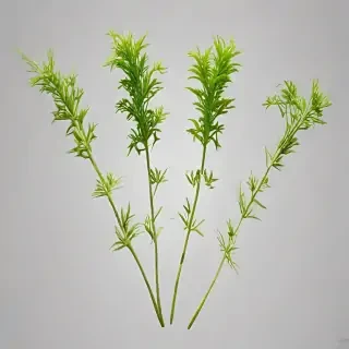weeds png