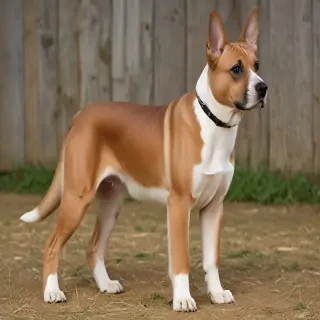 german rex breed