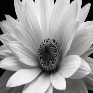 flower images black and white